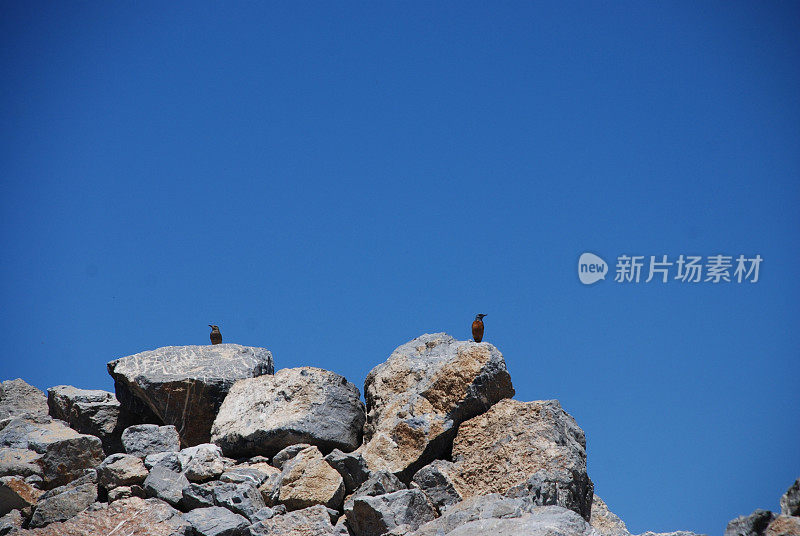 Gökardıç，蓝岩画眉(Monticola solitarius)站在岩石上